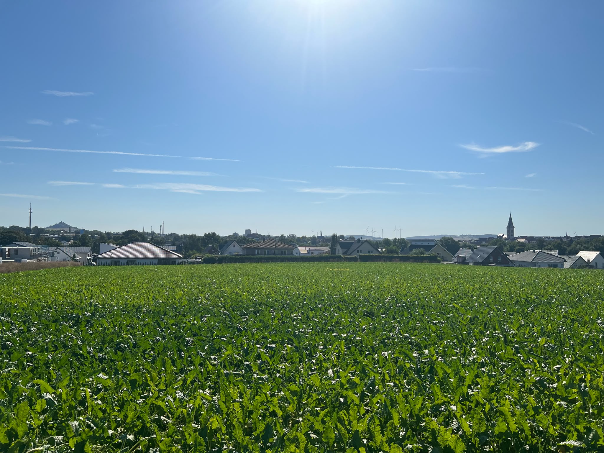 Skyline von Warburg mit Desenberg, Altstadtkirche und Neustadtkirche